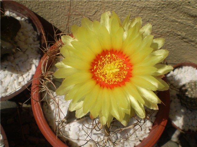 kaktus